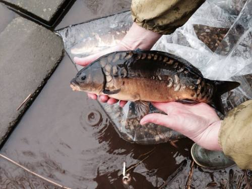 1620752_10202518408295205_507483015_n