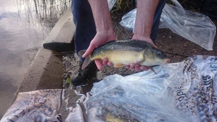 12718120_1141847579168205_4714527039756840551_n